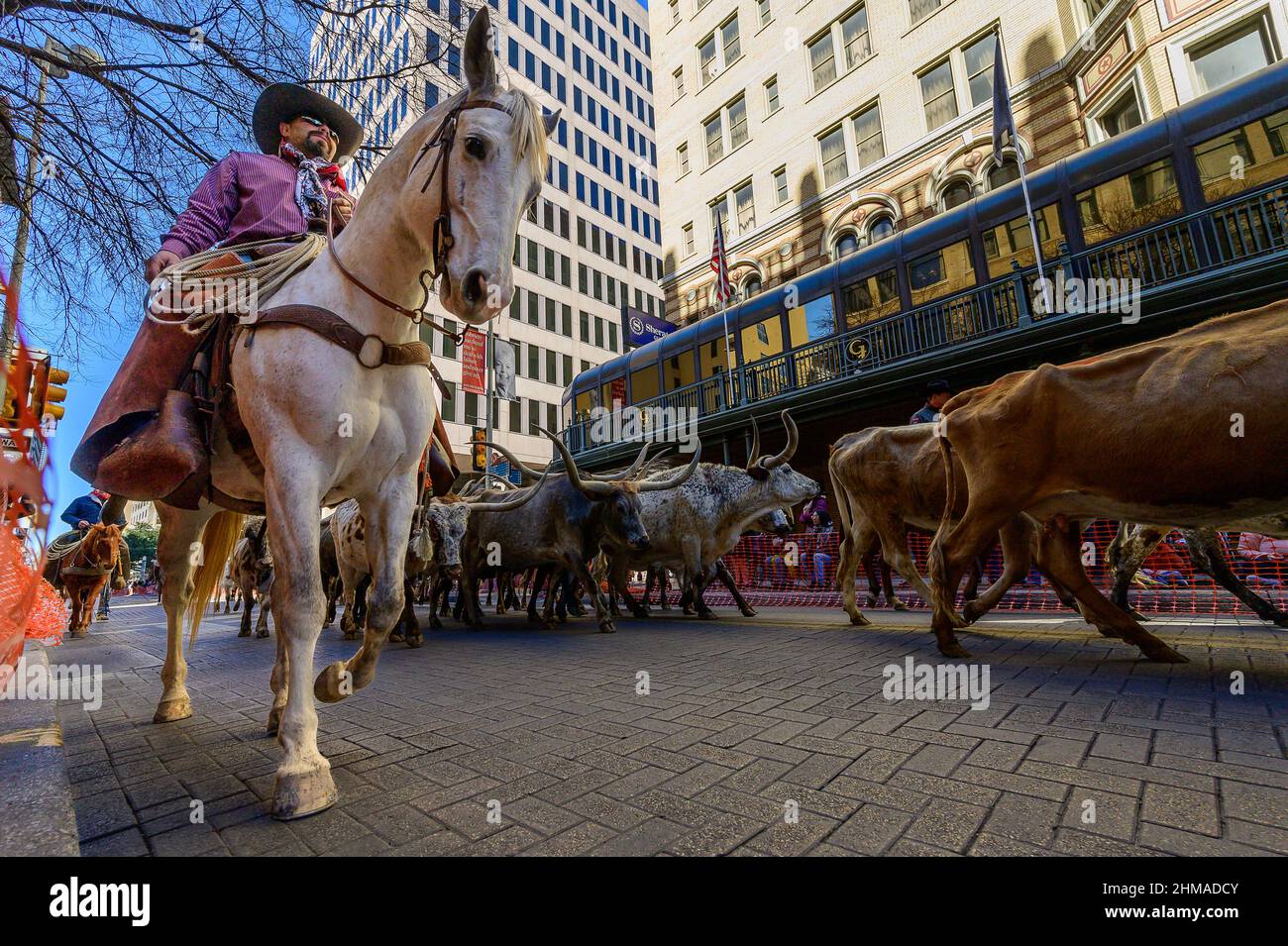horseback cowboy herding longhorn steers through downtown san antonio