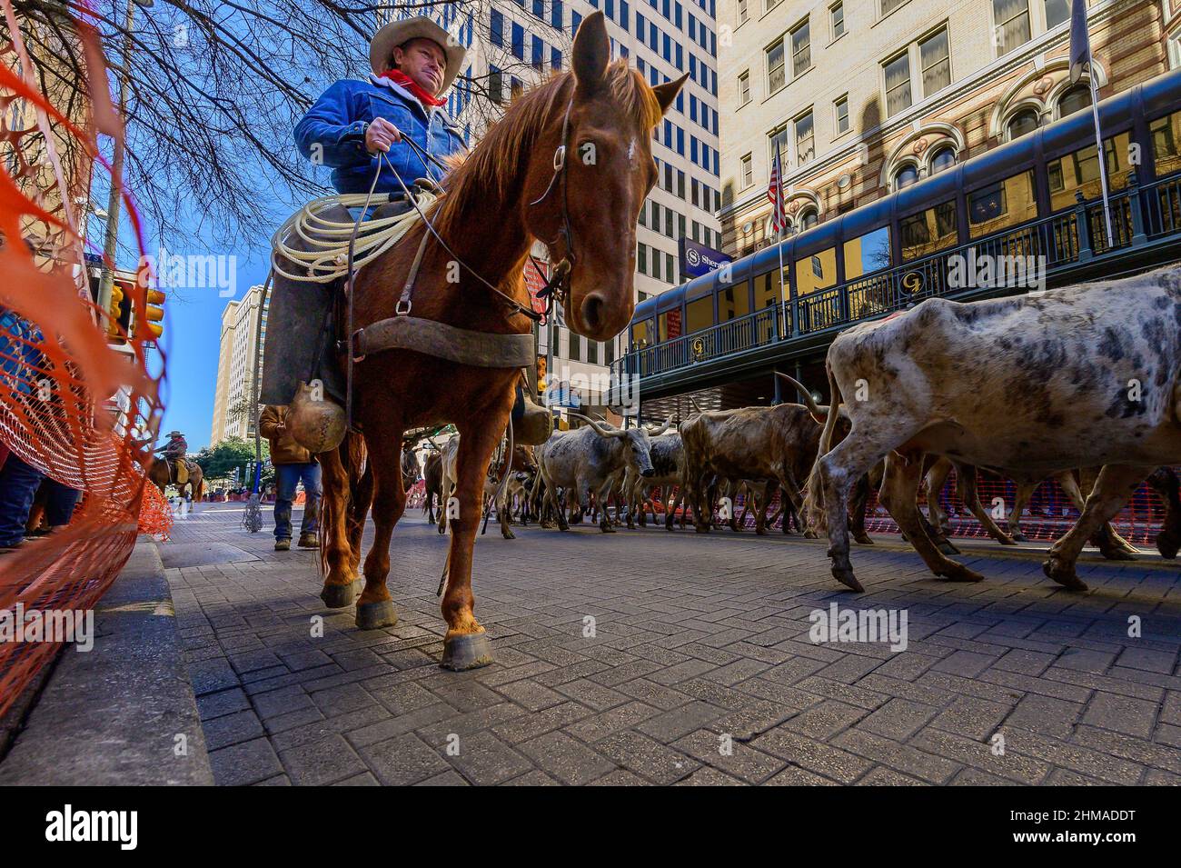 2022 cattle drive in front of sheraton gunter hotel san antonio Stock