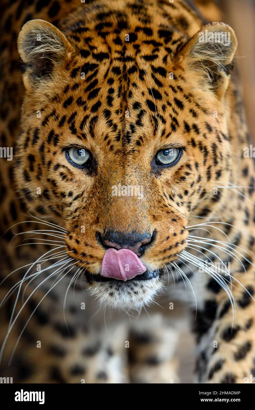 Portrait of an adult leopard with a close-up Stock Photo - Alamy