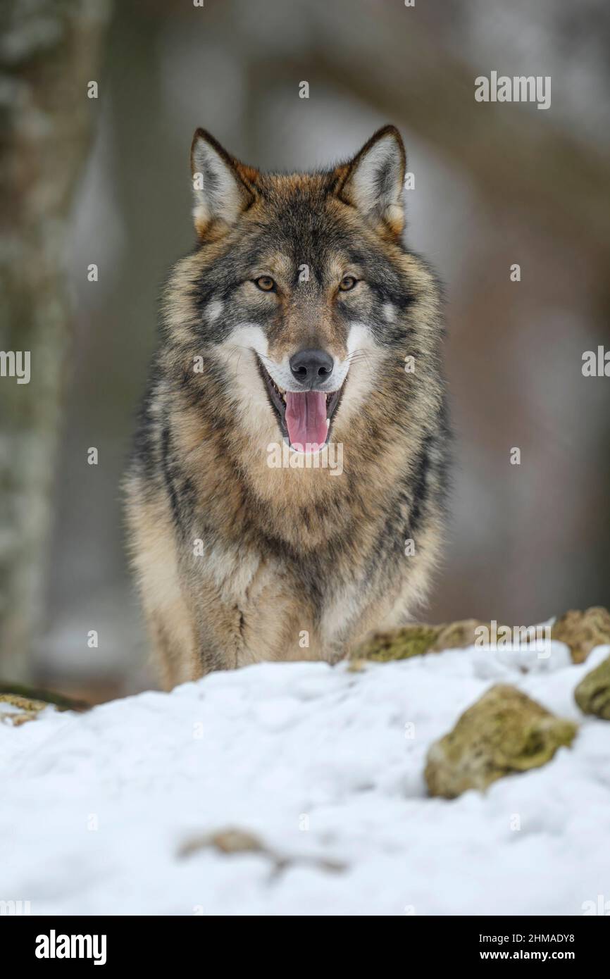 Gray Wolf Canis Lupus In The Winter Forest Wolf In The Nature Habitat gray-wolf-canis-lupus-in-the-winter-forest-wolf-in-the-nature-habitat
