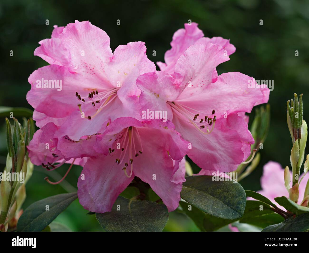Close-up of pink flower of rhododendron Stock Photo - Alamy