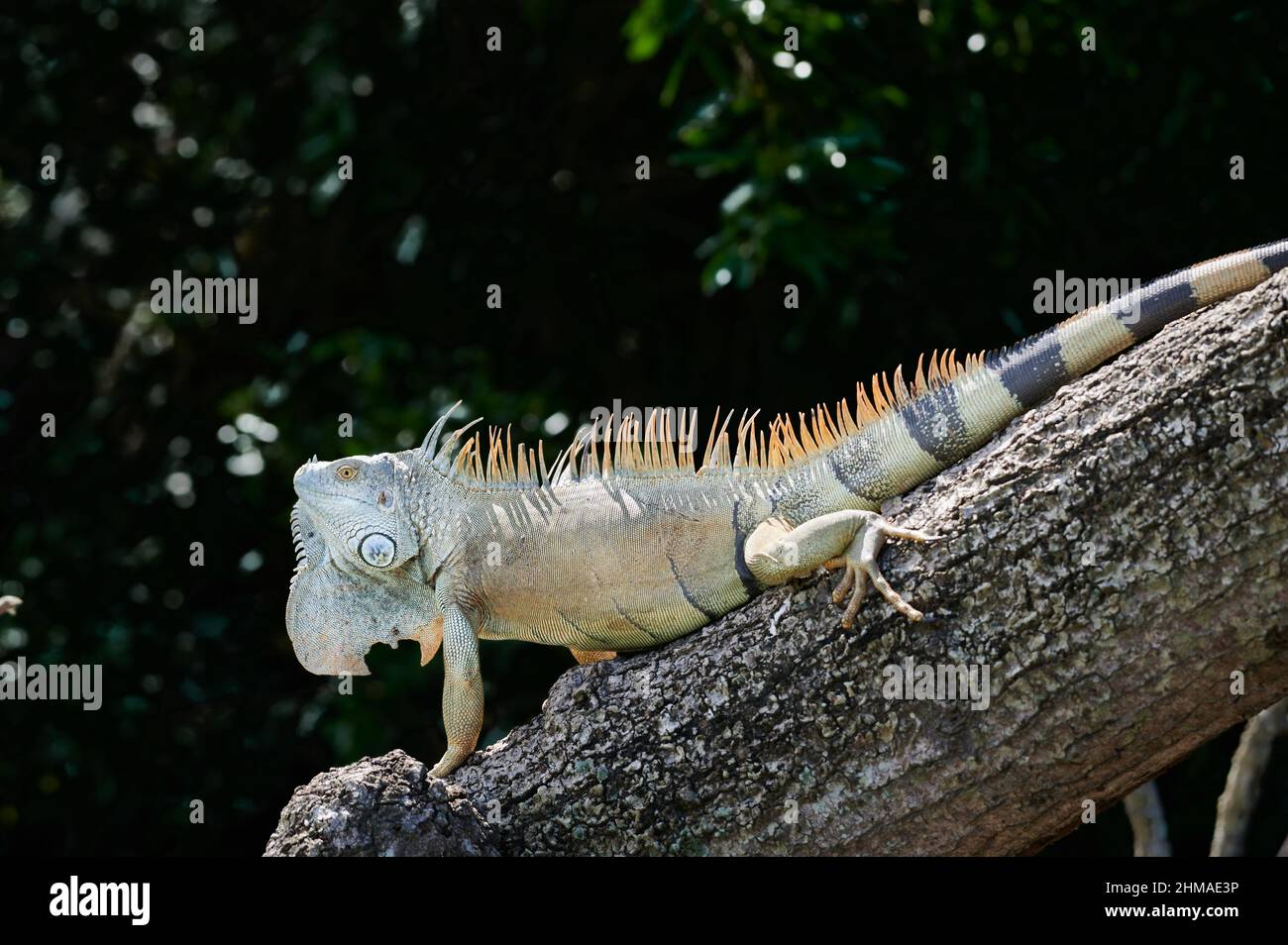 male green iguana (Iguana iguana), Rio Bebedero, Costa Rica, Central America Stock Photo