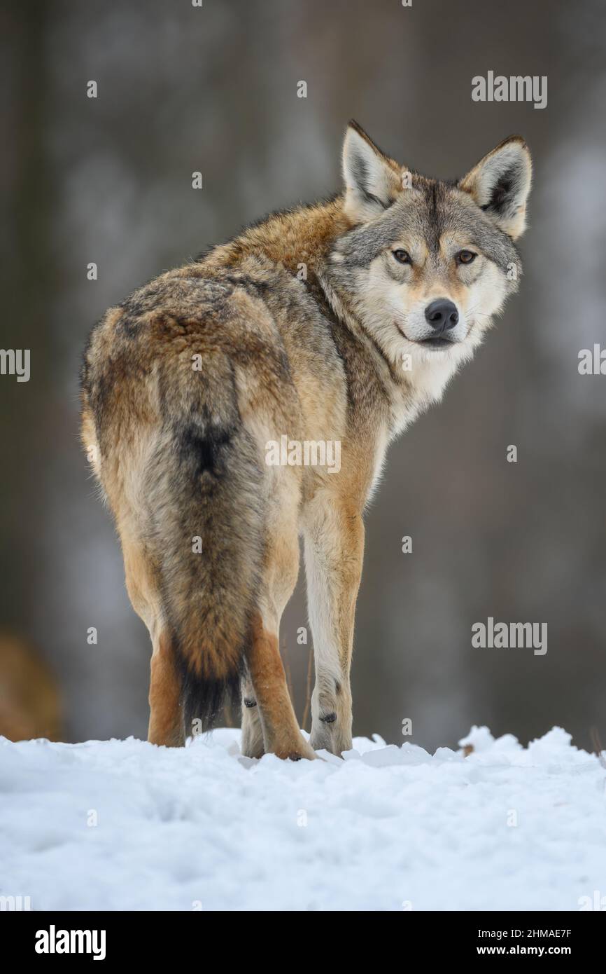 Gray Wolf Canis Lupus In The Winter Forest Wolf In The Nature Habitat gray-wolf-canis-lupus-in-the-winter-forest-wolf-in-the-nature-habitat