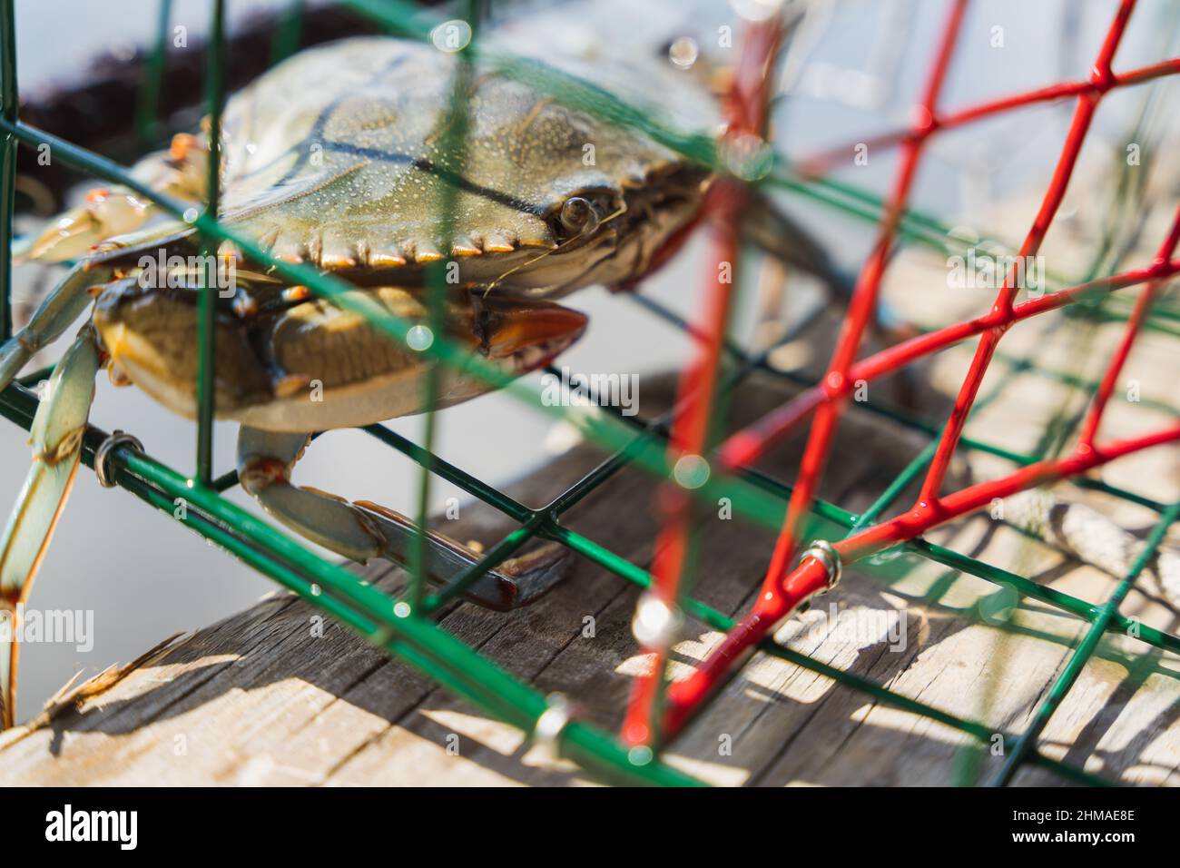 Atlantic Blue Crab caught in a crab pot Stock Photo