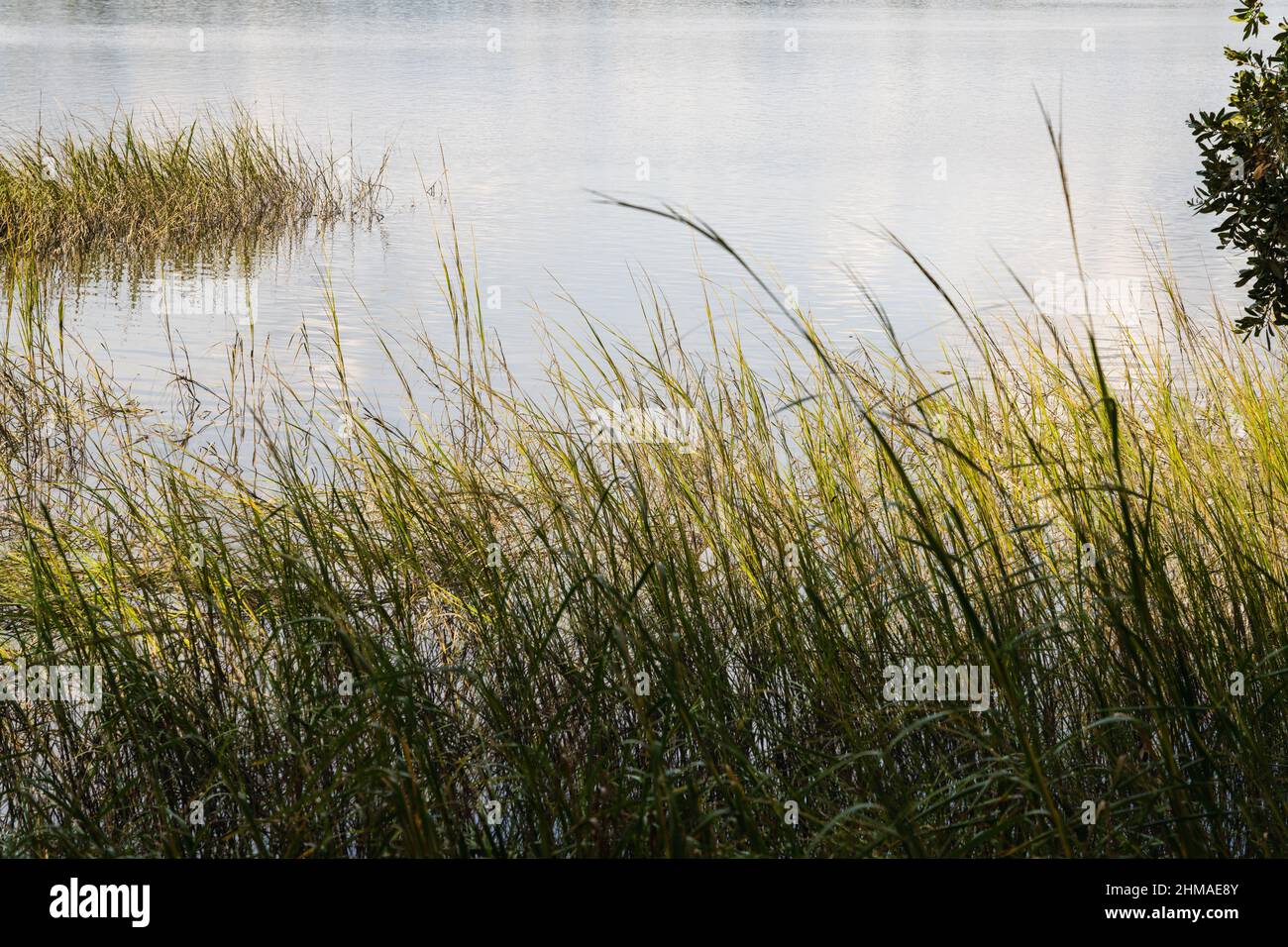 Spartina grass sways in the wind on brackish water in Beaufort, SC Stock Photo