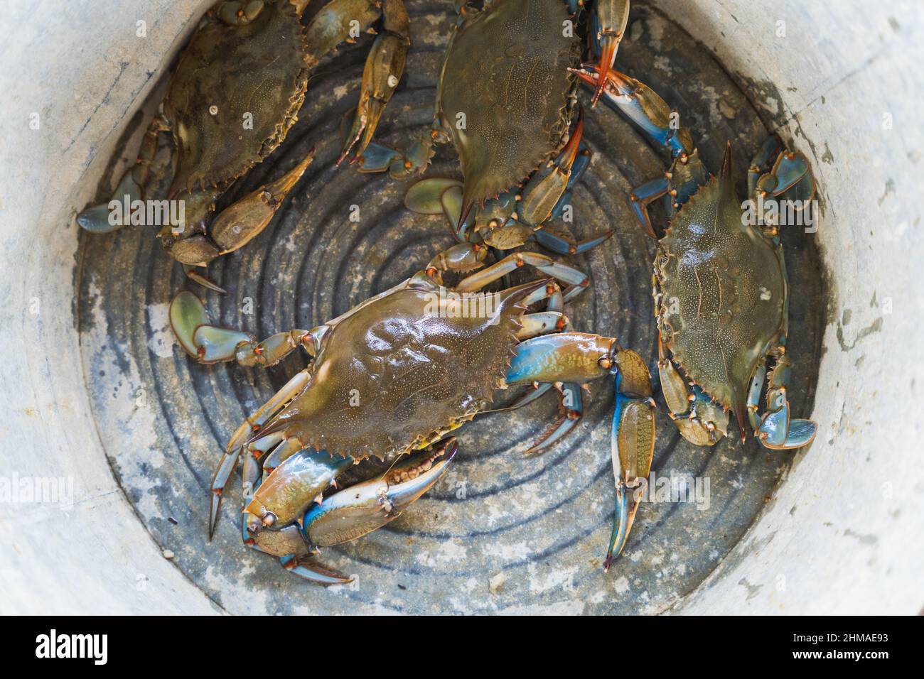 Blue crabs gather in a metal tub waiting to be processed Stock Photo