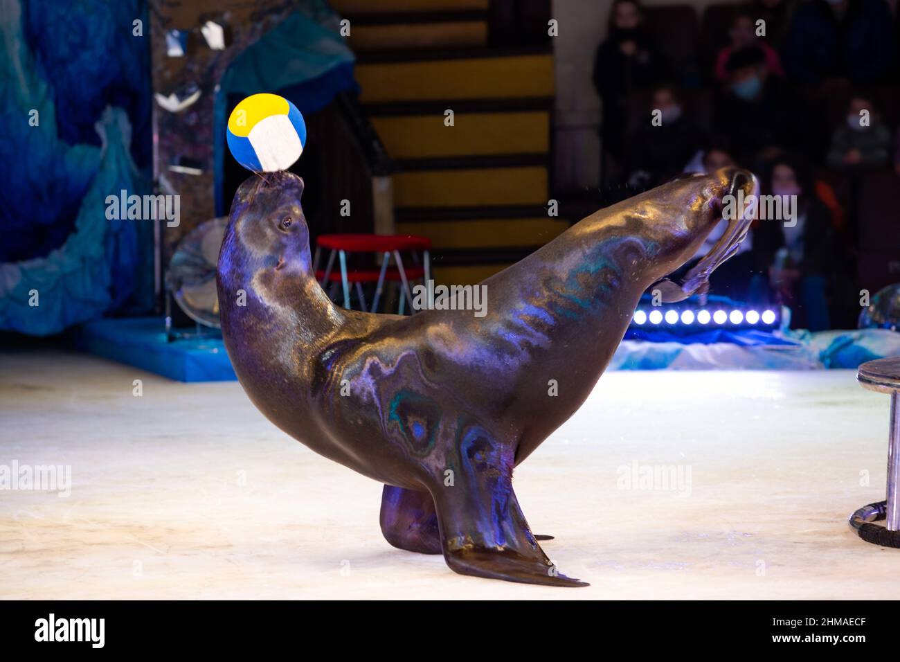 performance of the show in the fur seal circus Stock Photo