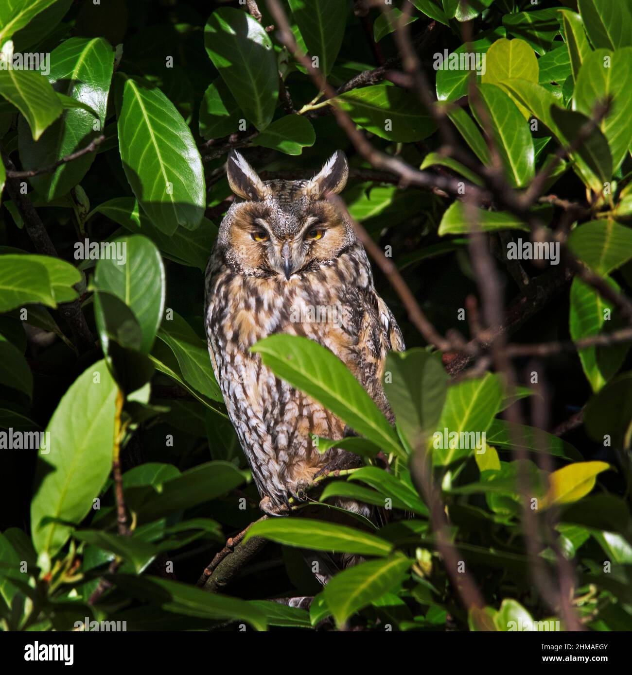 Long-eared owl (Asio otus) perched in cherry laurel / common laurel tree in garden and sunbathing on a cold day in winter Stock Photo