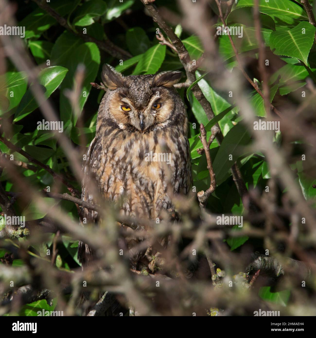 Long-eared owl (Asio otus) perched hidden in cherry laurel / common laurel tree in garden Stock Photo