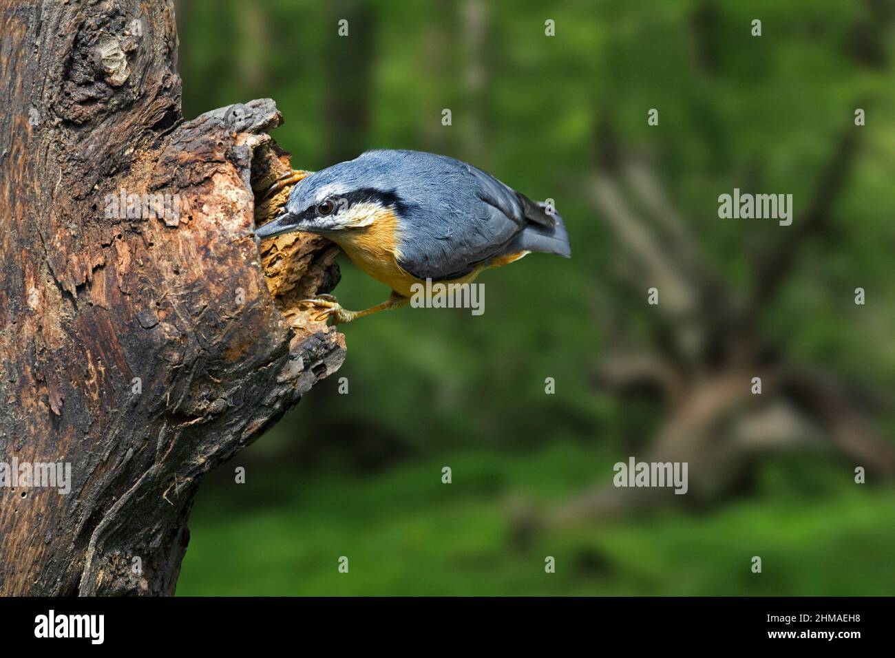 Eurasian nuthatch / wood nuthatch (Sitta europaea) foraging on tree trunk in forest Stock Photo