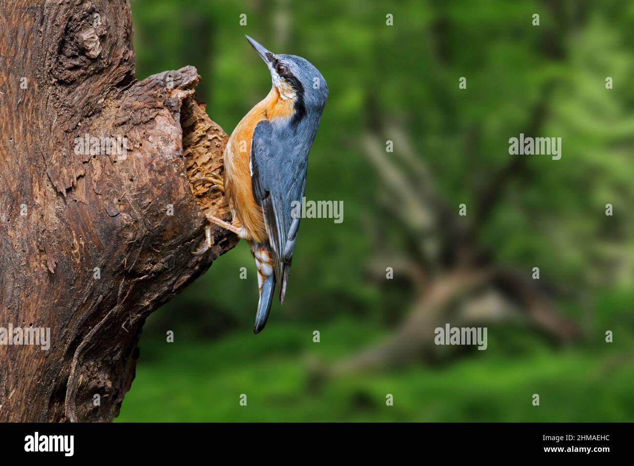 Eurasian nuthatch / wood nuthatch (Sitta europaea) foraging on tree trunk in forest Stock Photo