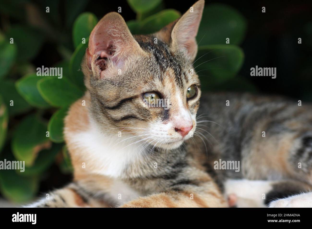 The grey cat is lying at the park Stock Photo - Alamy