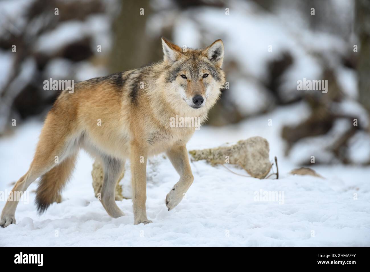 Gray Wolf Canis Lupus In The Winter Forest Wolf In The Nature Habitat 
