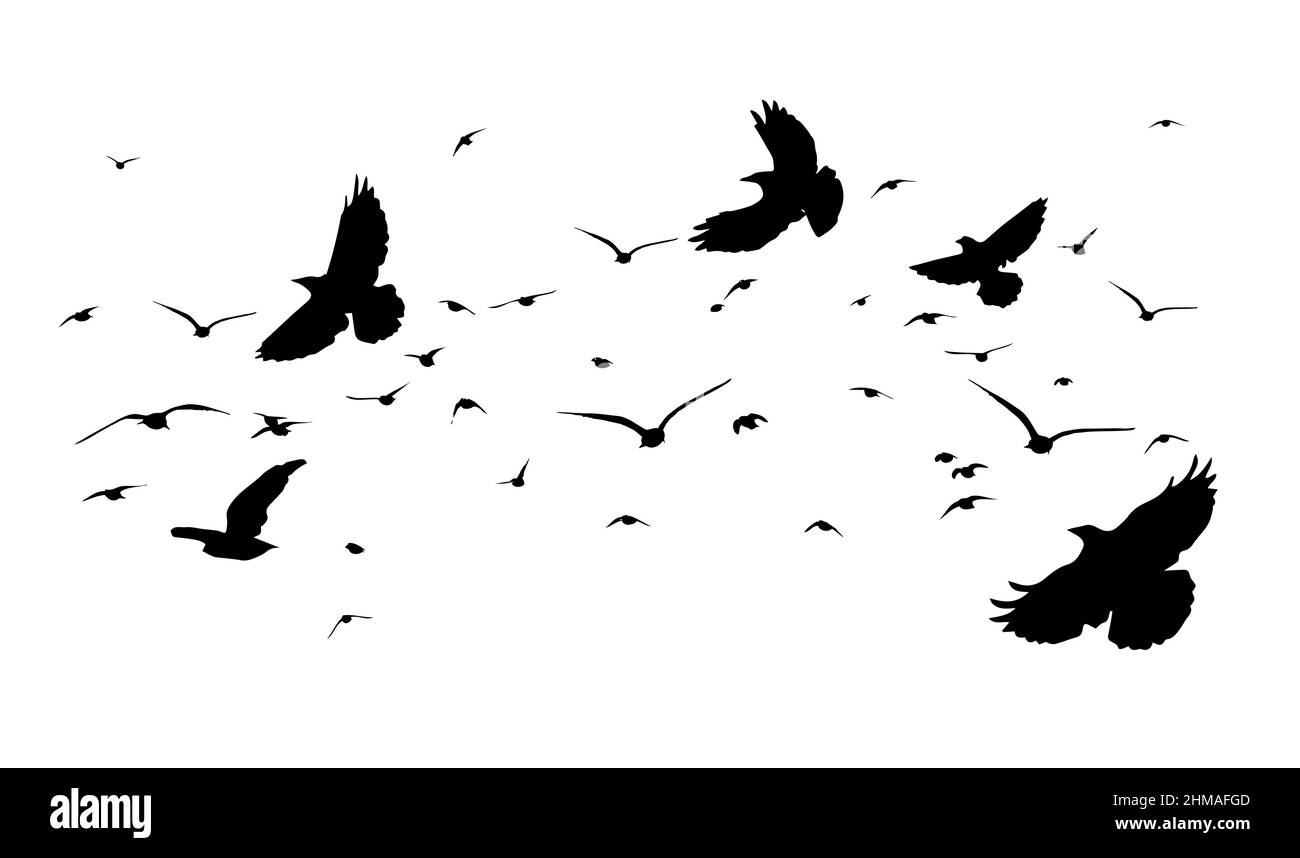 A flock of flying birds. Free birds. Vector illustration Stock Vector ...