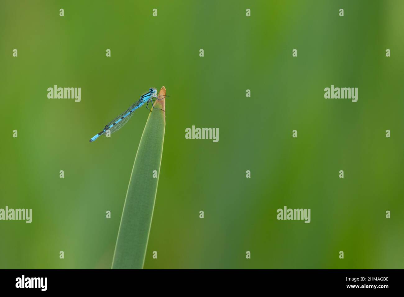 Common Blue Damselfly Stock Photo - Alamy