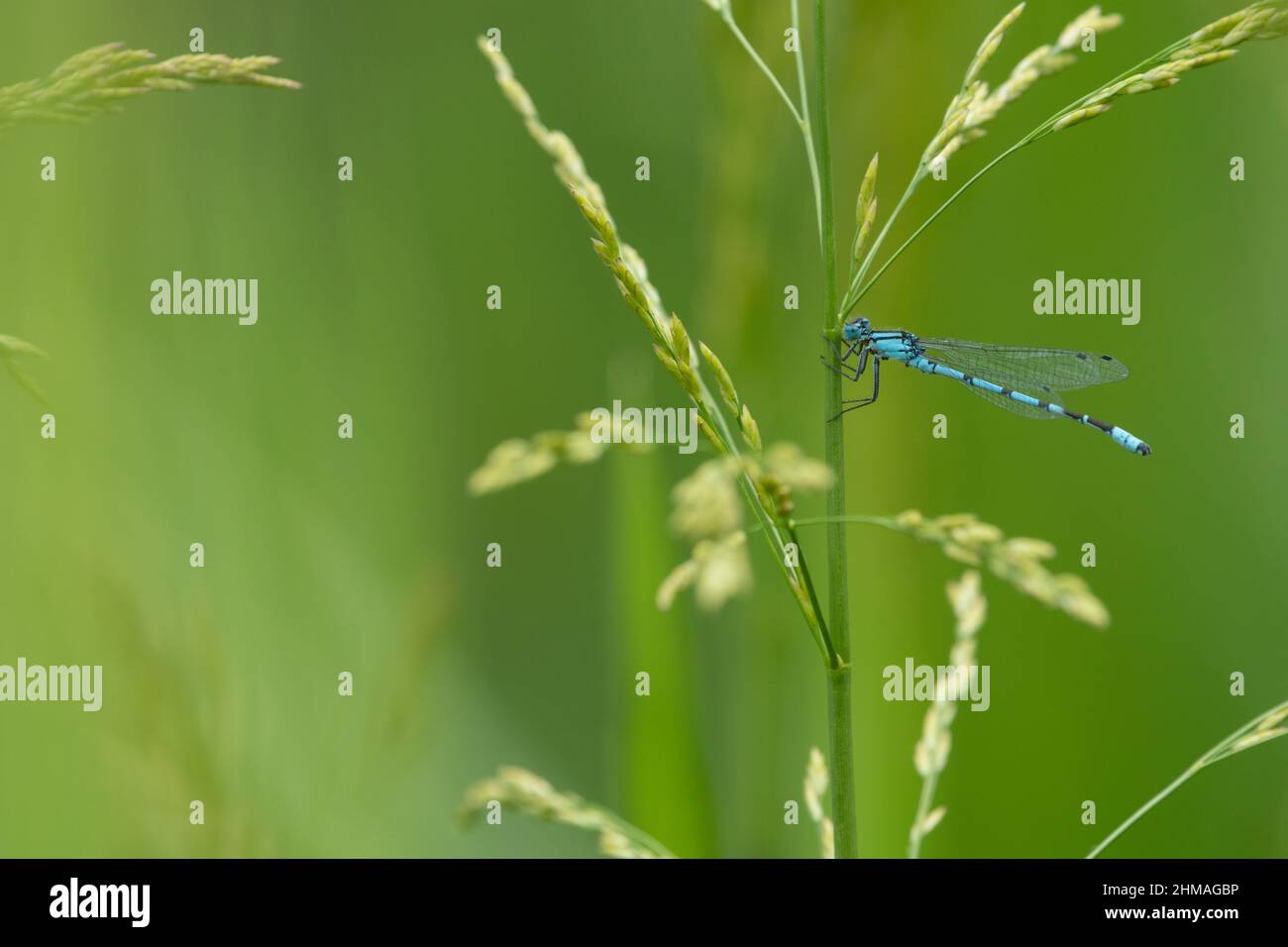 Common Blue Damselfly Stock Photo - Alamy