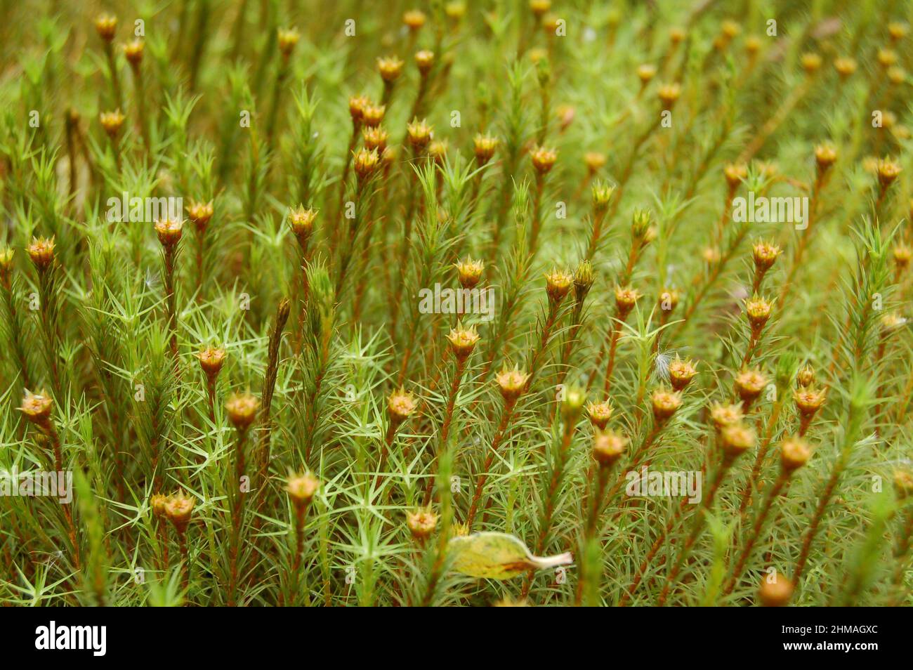 Sphagnum- Polytrichaceae Stock Photo