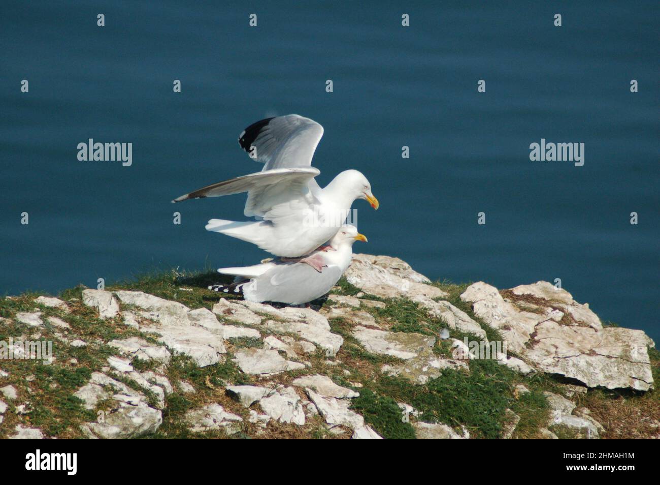 Mating herring gulls hires stock photography and images Alamy