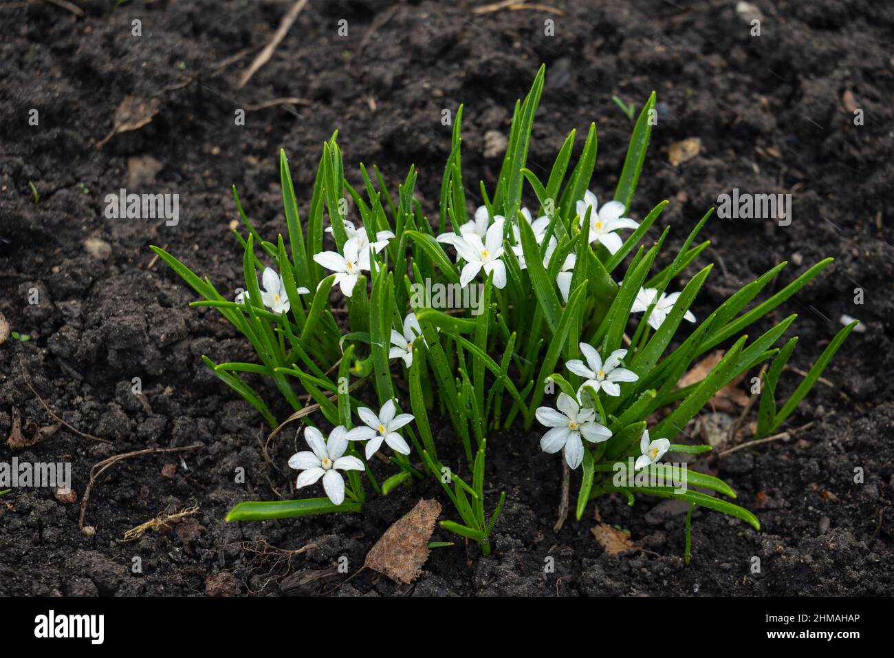 Ornithogalum grows in the garden. Perennial plants with linear basal leaves, growing from a bulb. Star-shaped flowers, Star of Bethlehem. The first sp Stock Photo