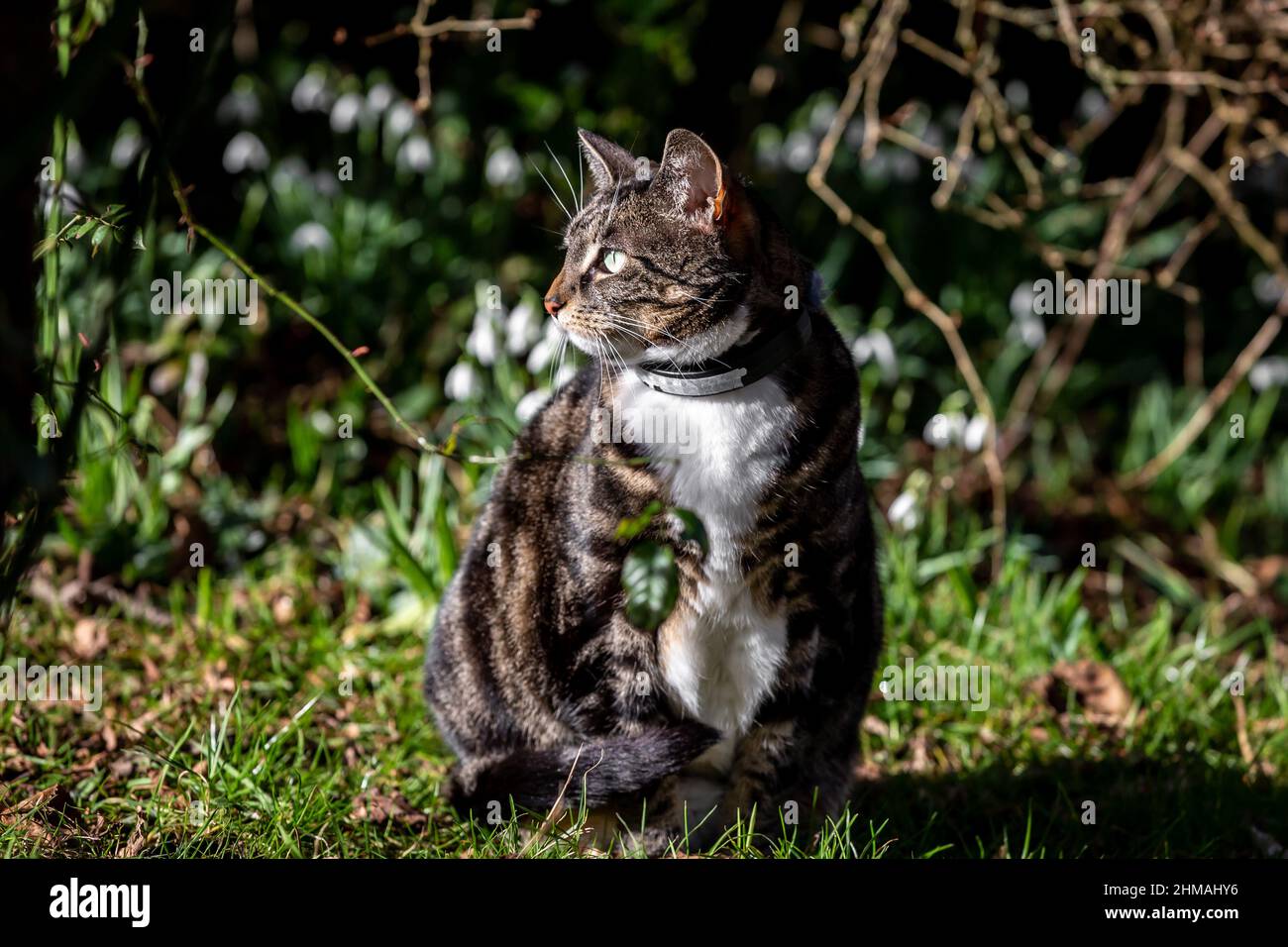 A tabby cat sitting in the sunshine Stock Photo - Alamy