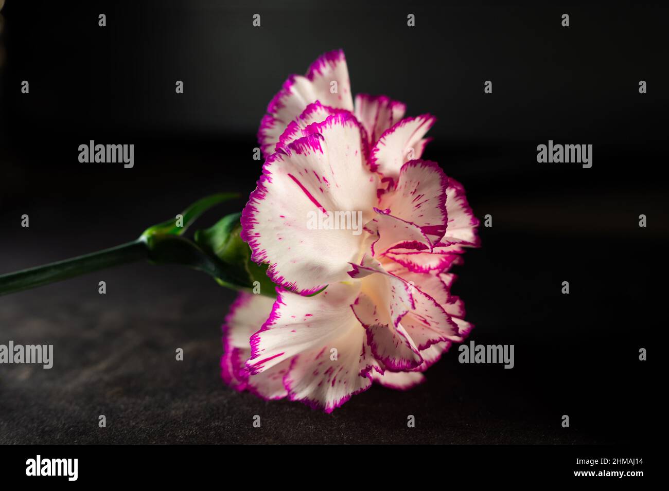 Closeup shot of a pink and white carnation on a dark background Stock ...