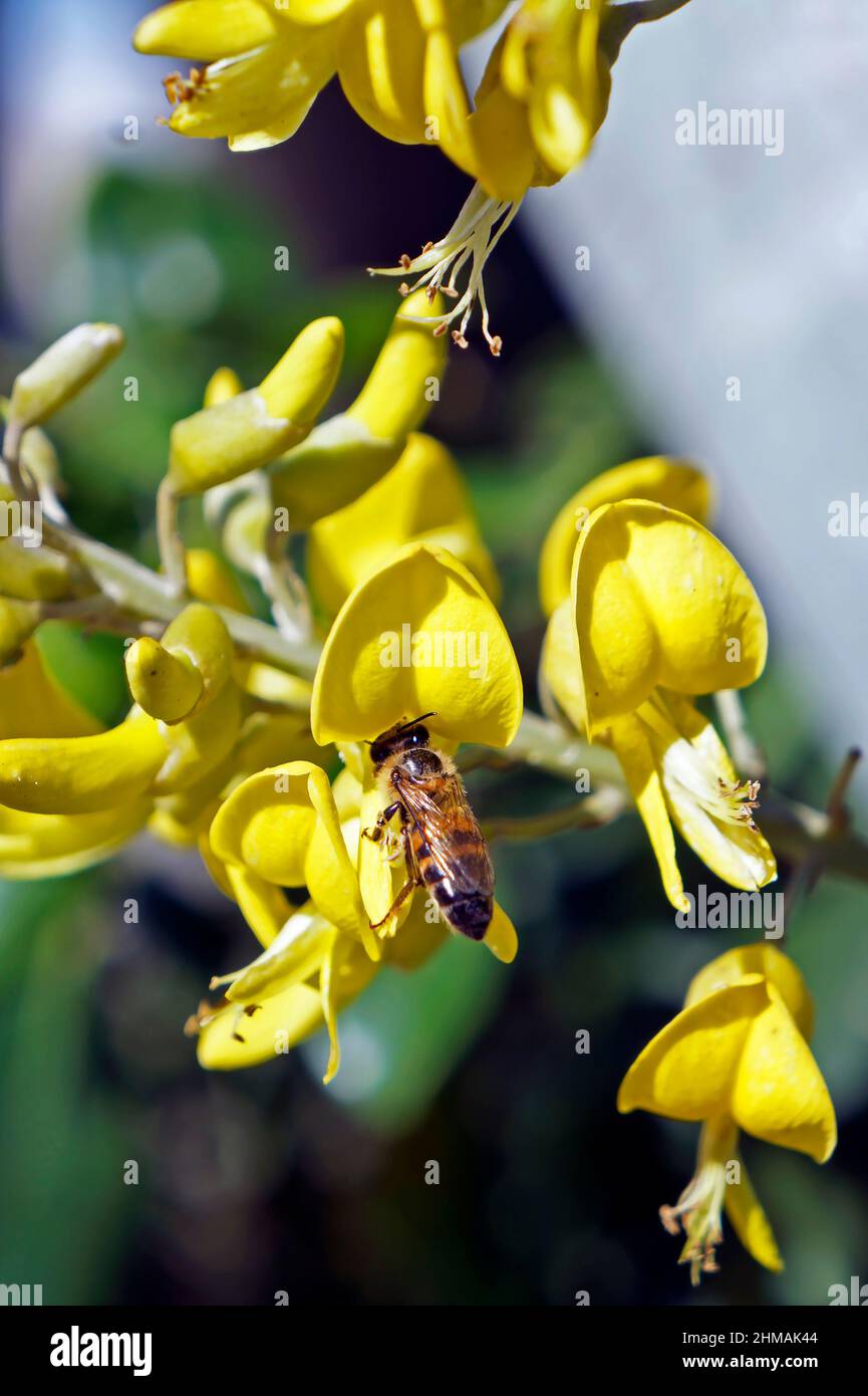 Yellow necklacepod flowers (Sophora tomentosa) and bee, Rio de Janeiro Stock Photo