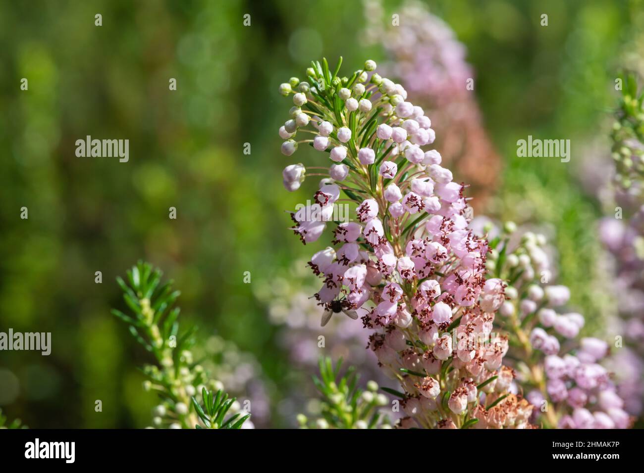 Close up of a Cornish heath (erica vagans( flower in bloom Stock Photo