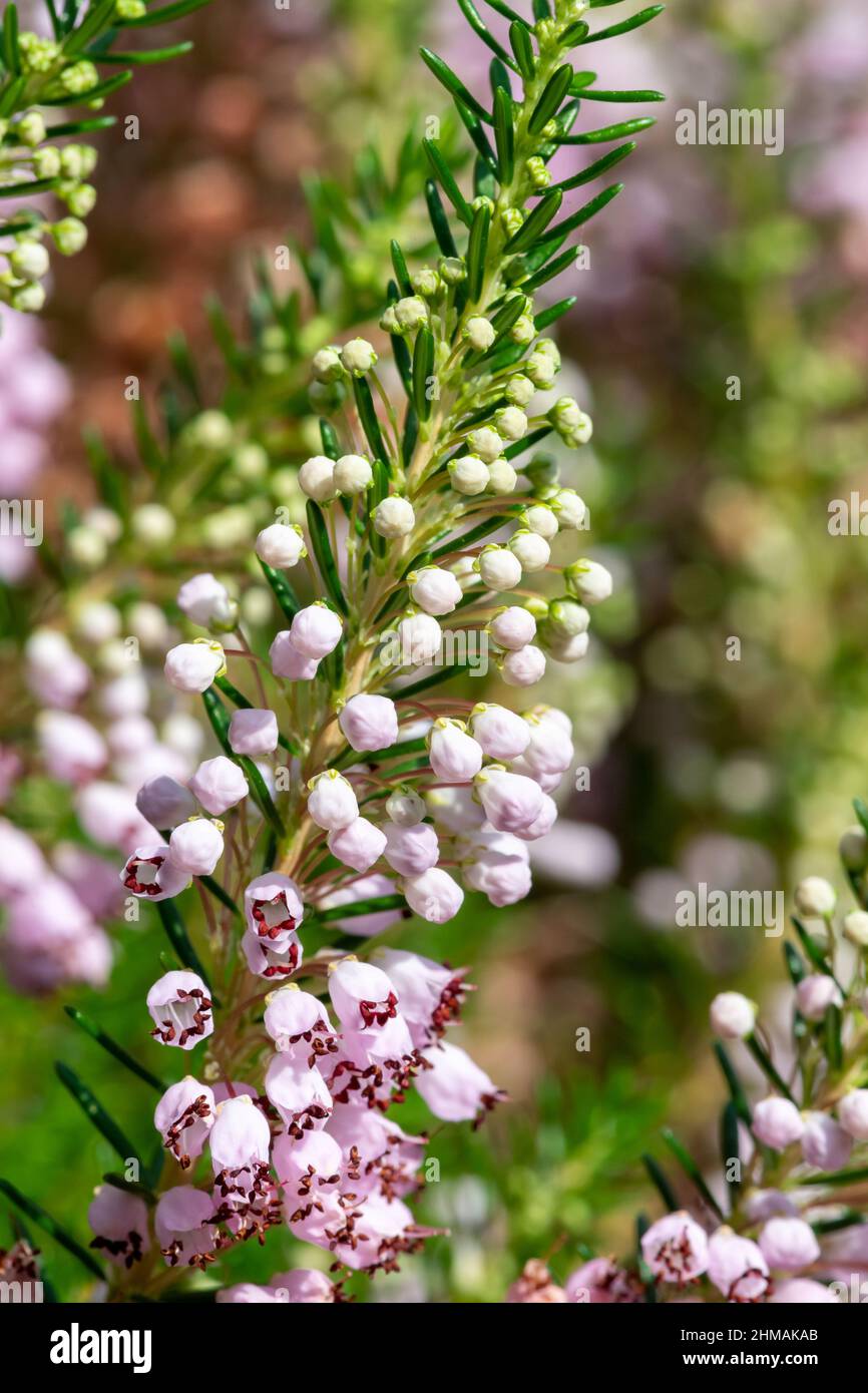 Close up of a Cornish heath (erica vagans( flower in bloom Stock Photo