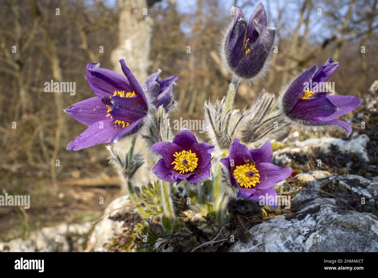 pasque flowers outdoor in spring Stock Photo