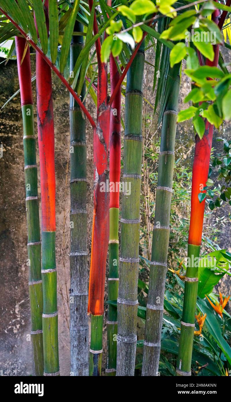 Lipstick Palm Trunks (Cyrtostachys renda) Stock Photo