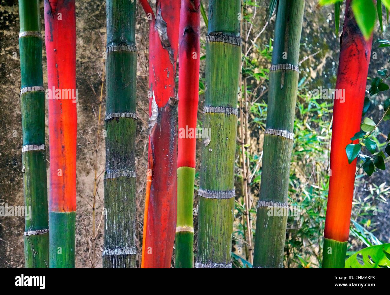Lipstick Palm Trunks (Cyrtostachys renda) Stock Photo