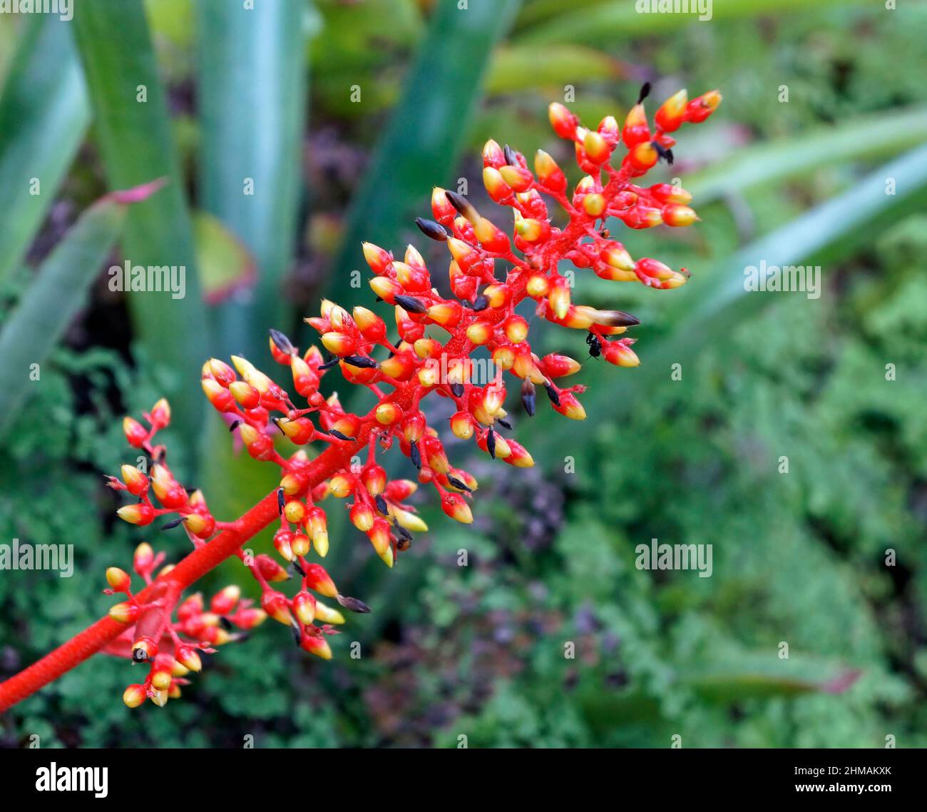 Bromeliad flowers on tropical garden Stock Photo