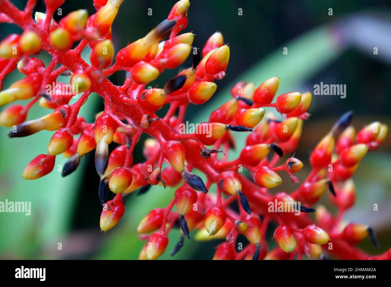 Bromeliad flowers on tropical garden Stock Photo