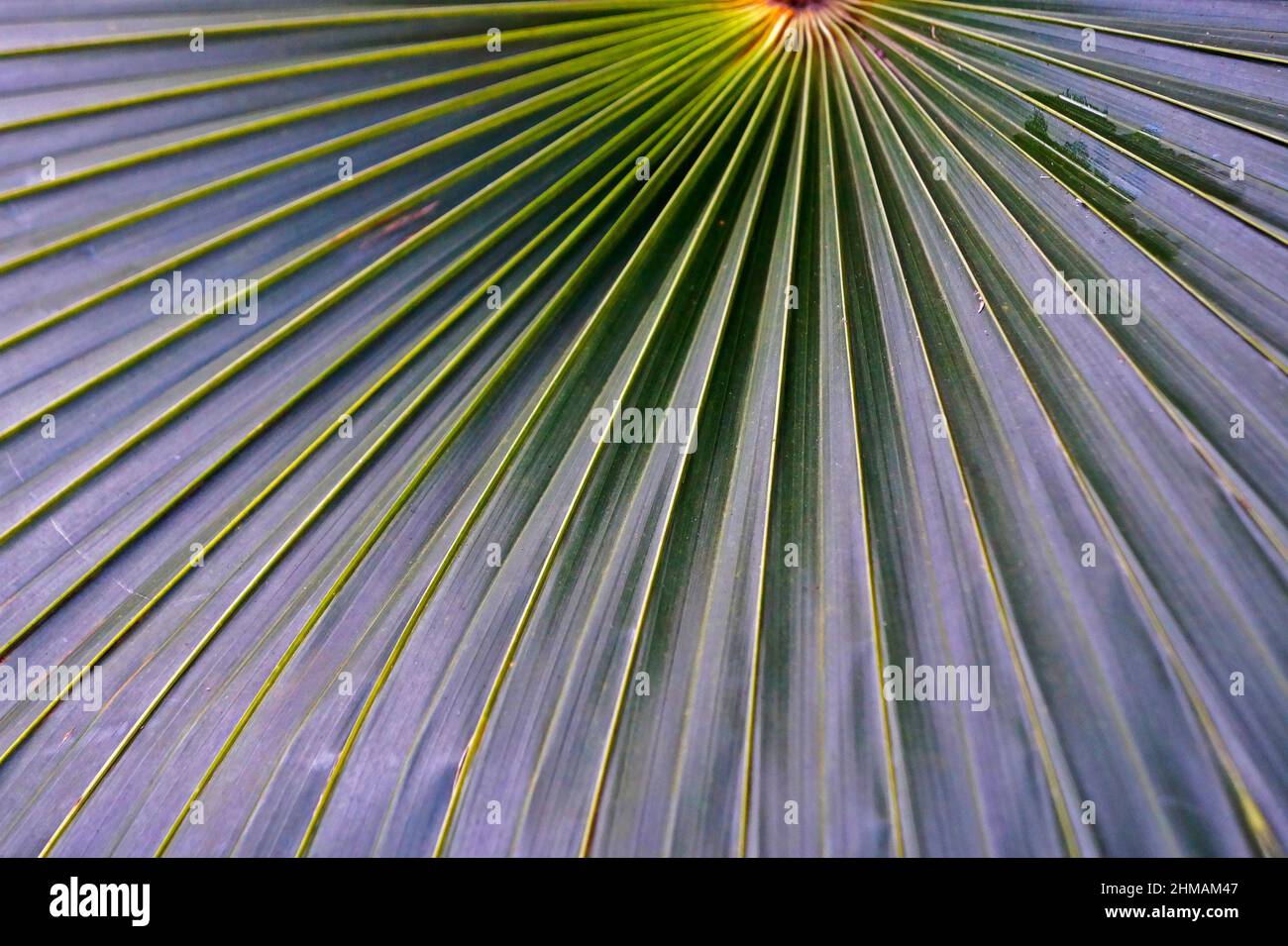Palm tree leaf background Stock Photo - Alamy