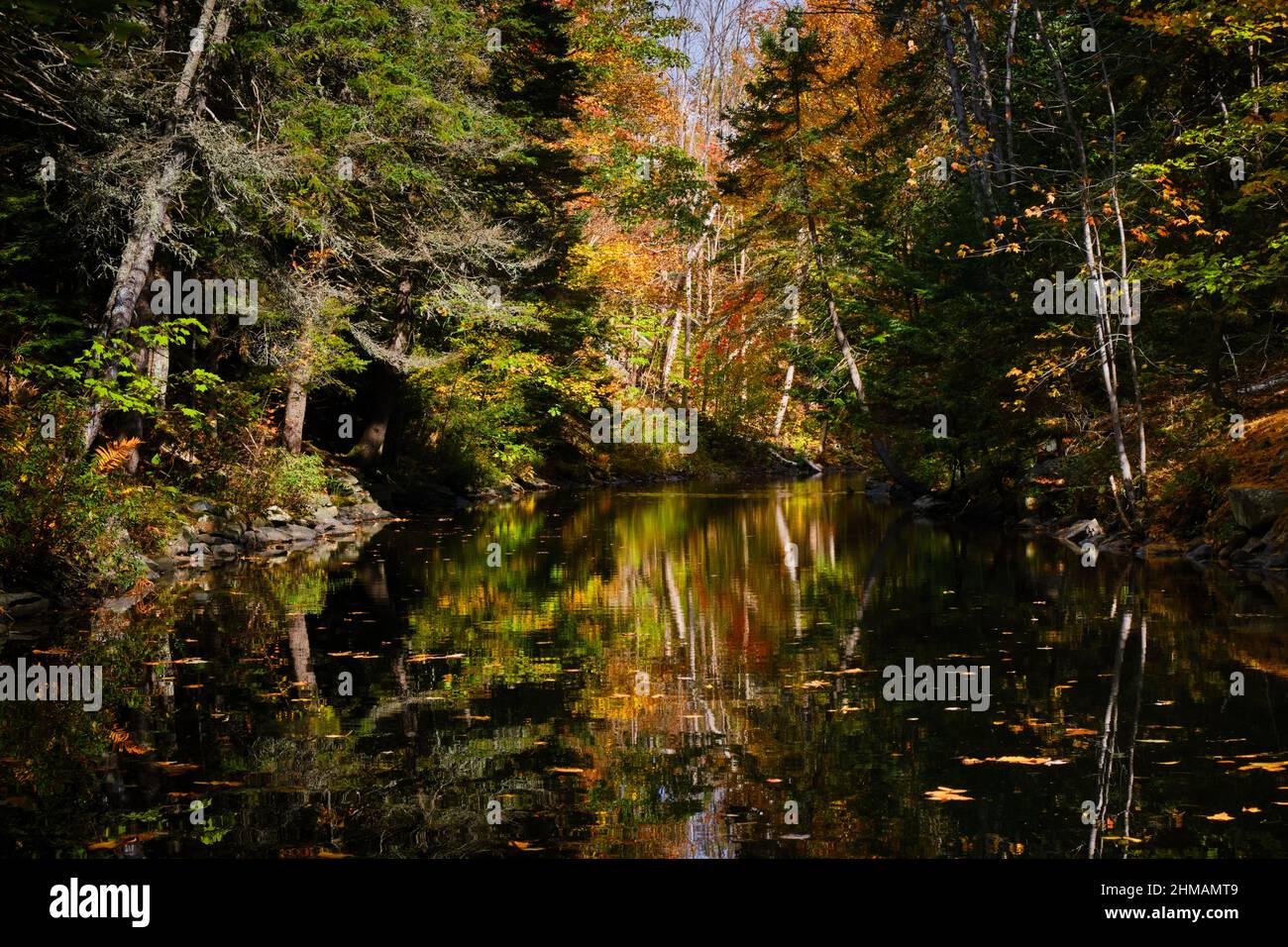 Autumn scene of a flat water river surrounded by colourful trees with reflection Stock Photo