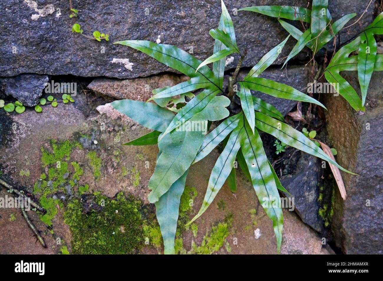 Wall fern gardening hi-res stock photography and images - Alamy