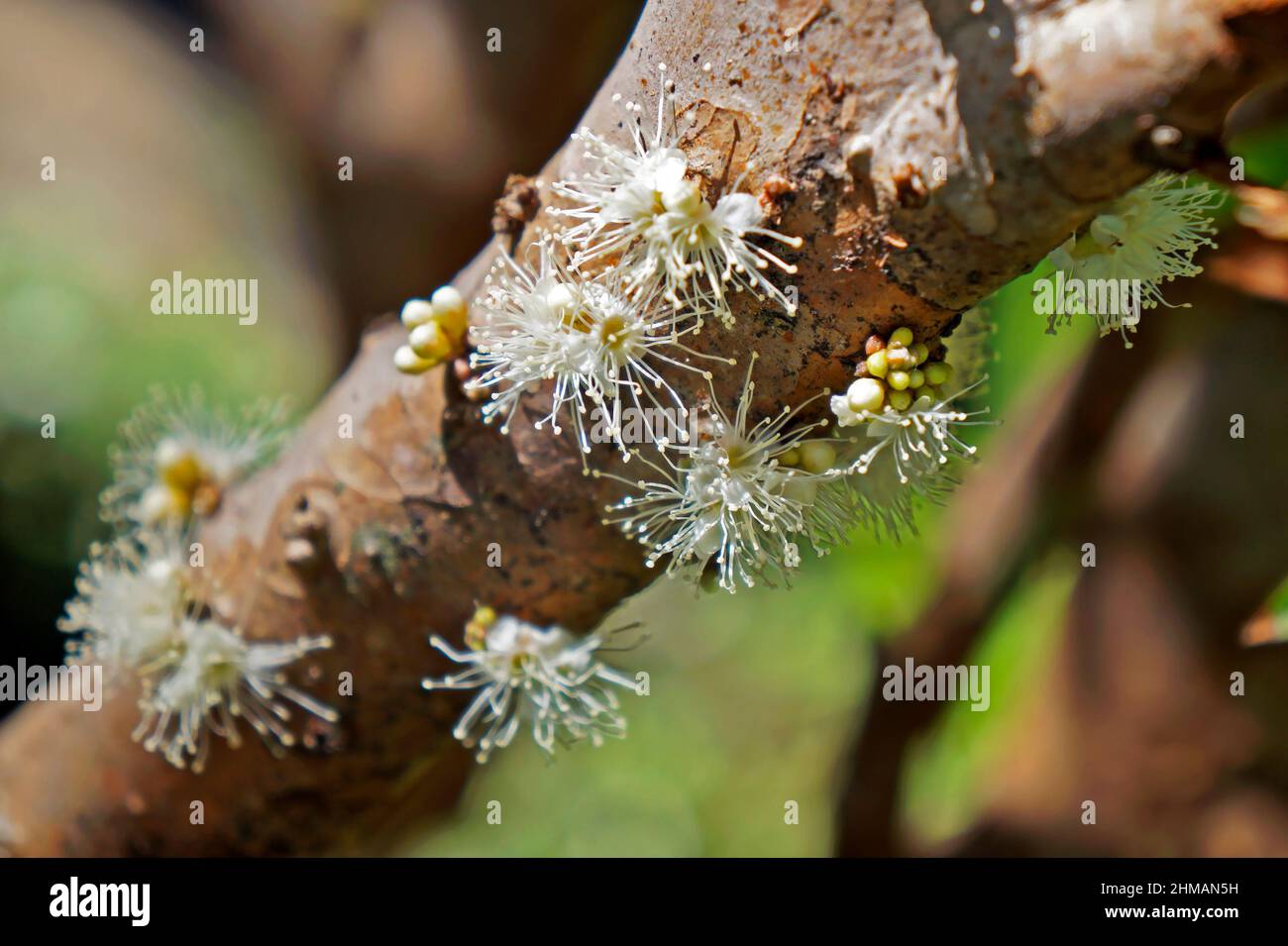Brazilian grapetree flowers, (Plinia cauliflora) Stock Photo