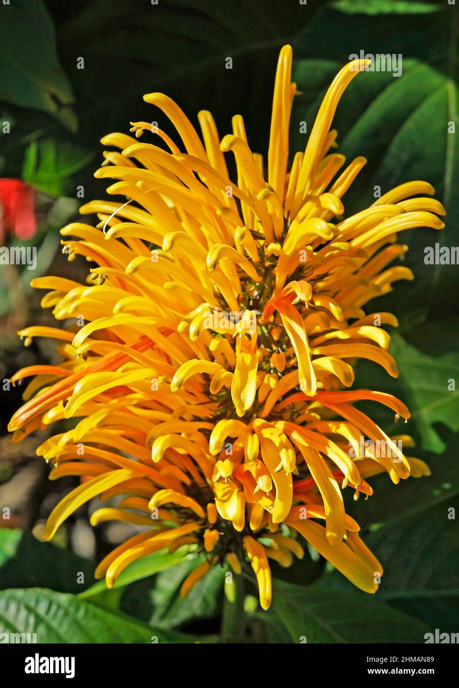 Brazilian plume flower (Justicia umbrosa or Justicia aurea) Stock Photo