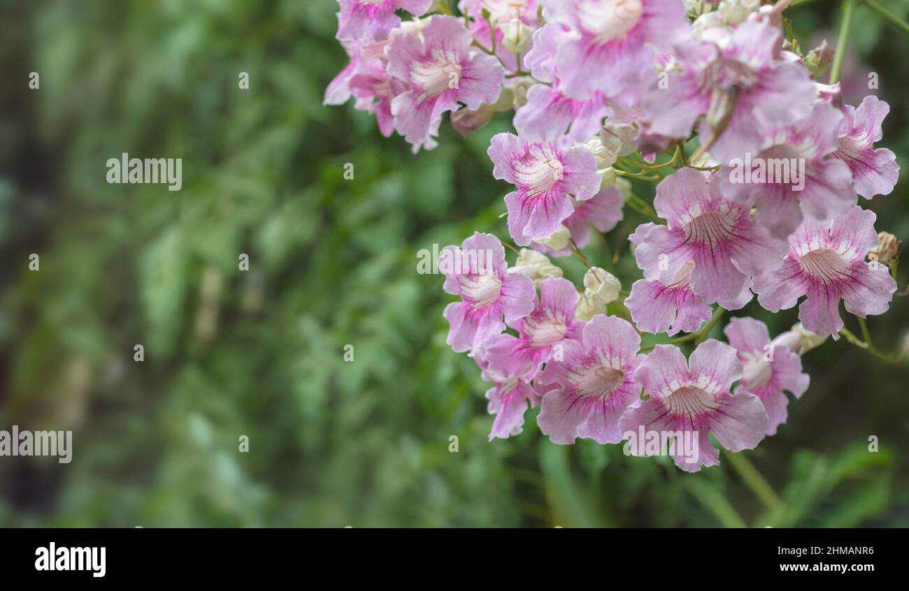 closeup view of beautiful pink trumpet vine flowers on blurred green leaves background. Climbing pink trumpet vine flowers with copy space. Stock Photo
