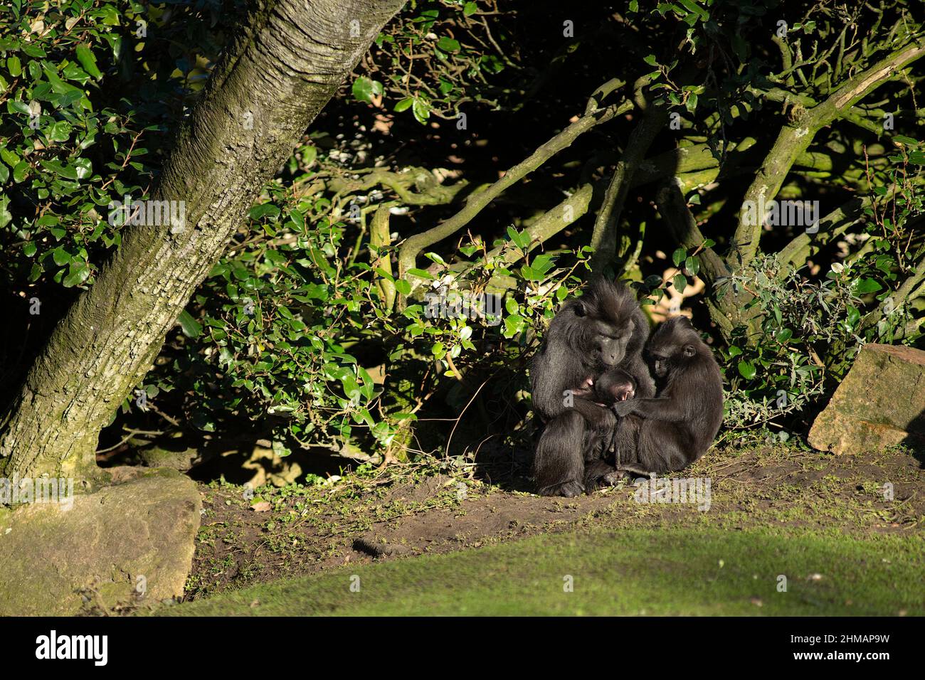 Family of Celebes black crested macaque hugging together with a small baby Stock Photo