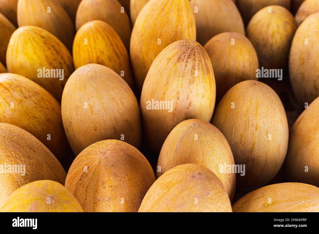 Ripe juicy sweet melons on the counter of the fruit market, a bunch of yellow melons, fruit trade. Stock Photo