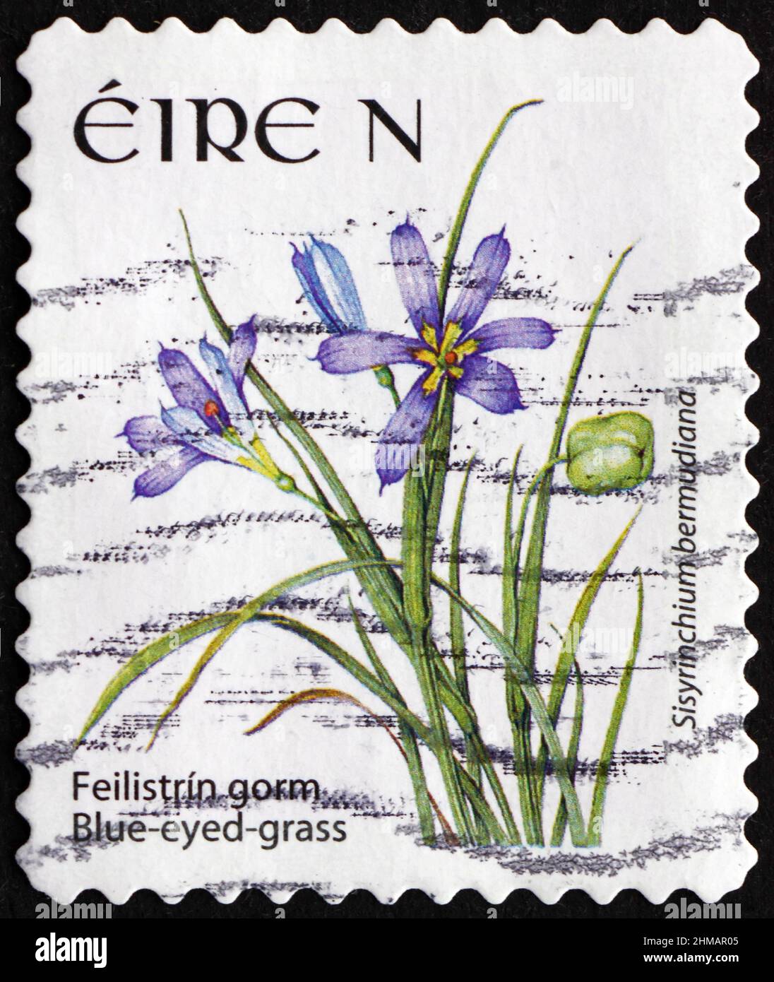 IRELAND - CIRCA 2007: a stamp printed in Ireland shows blue-eyed grass, sisyrinchium bermudiana, is a flowering plant that is indigenous to the Atlant Stock Photo