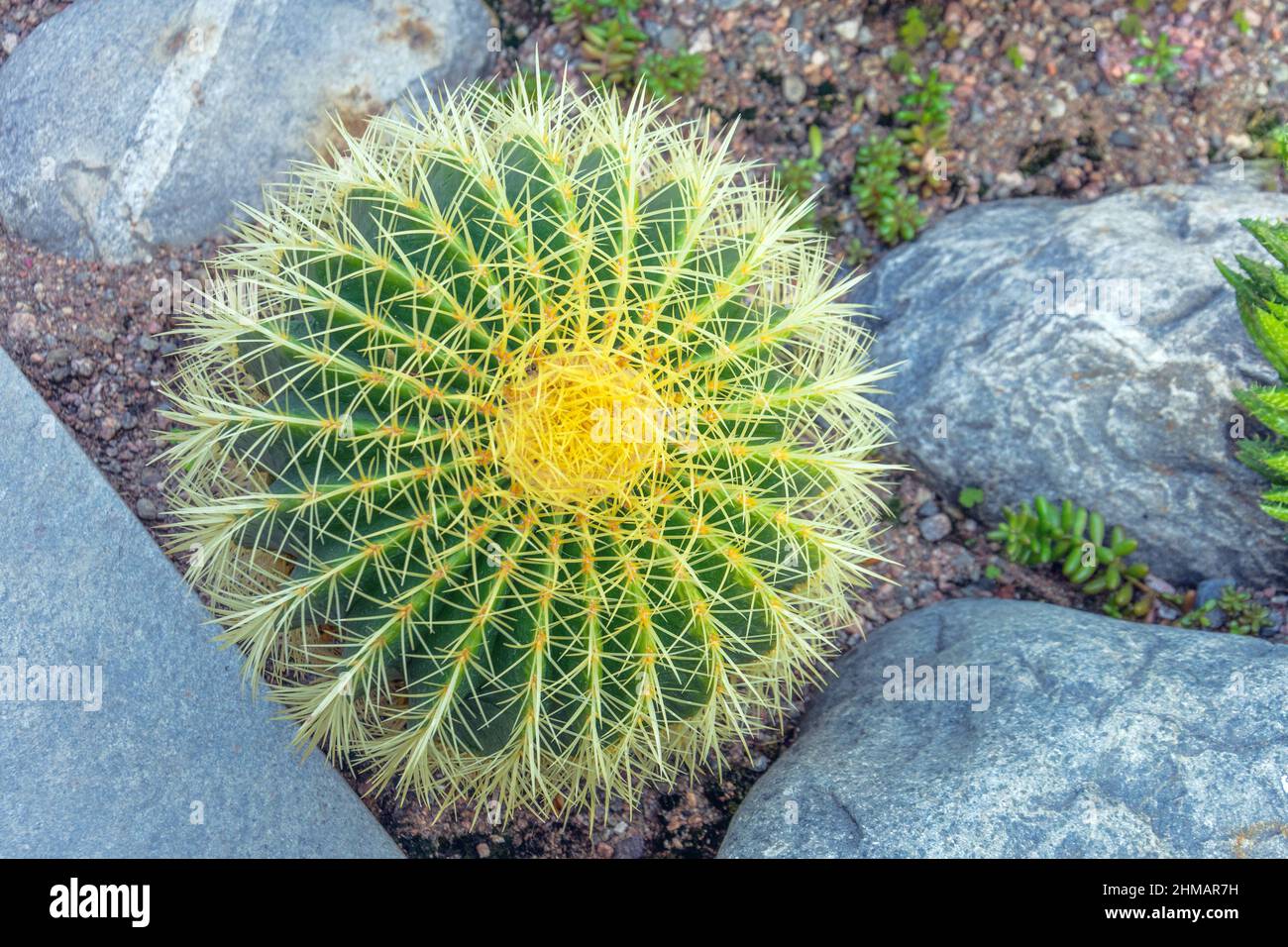 Large round cactus with yellow a needles Stock Photo