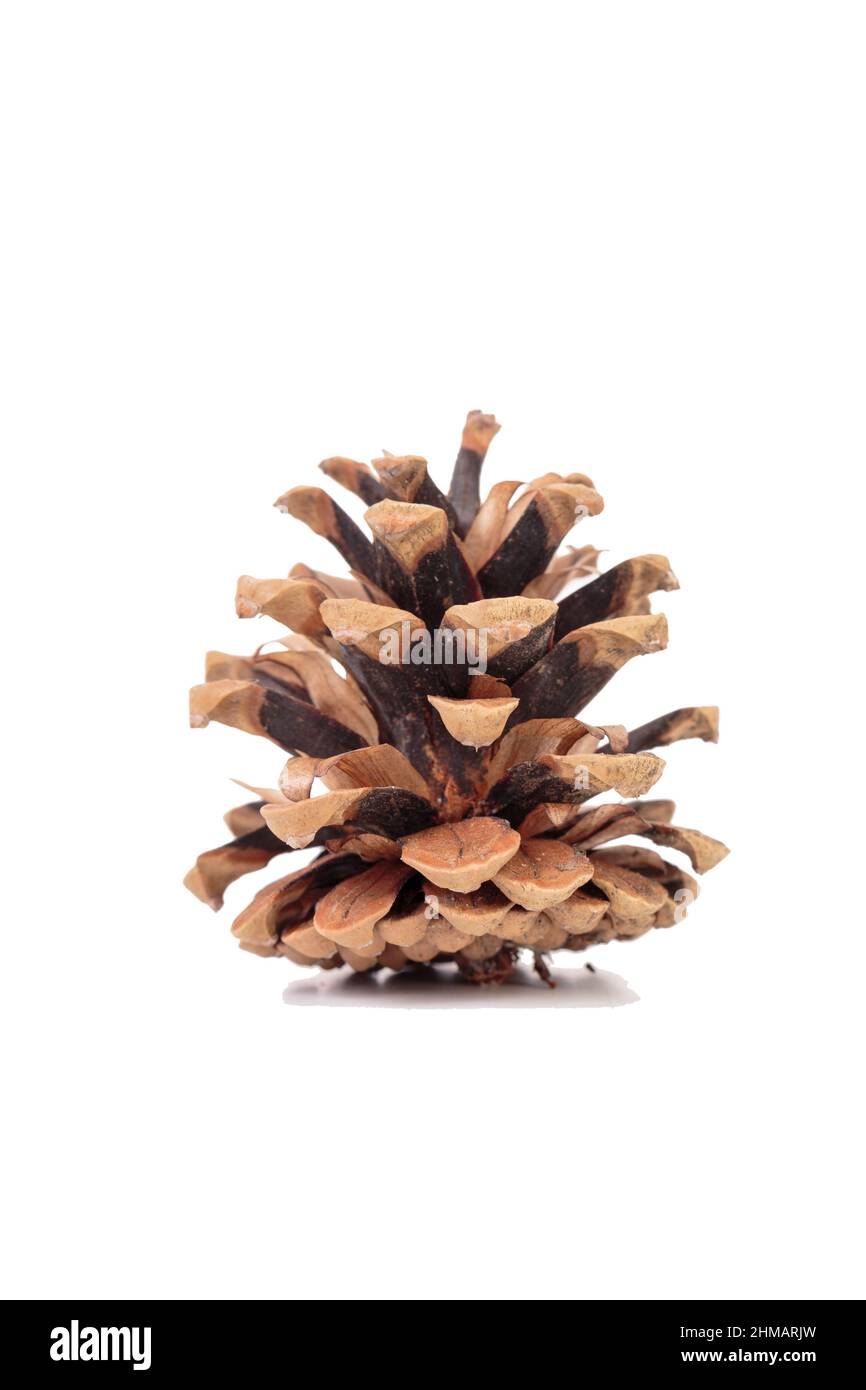 Dry pine cone without seeds with shadow. It is isolated on a white background. Close-up. Stock Photo