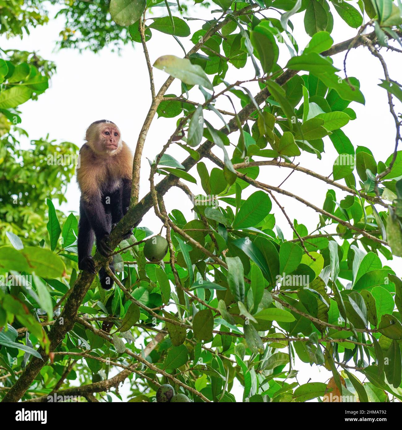 Panamanian White Faced Capuchin Monkey (Cebus imitator), Tortuguero national park, Costa Rica. Stock Photo