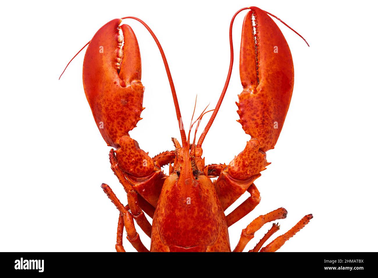 Cooked Atlantic lobster on a white background. Stock Photo