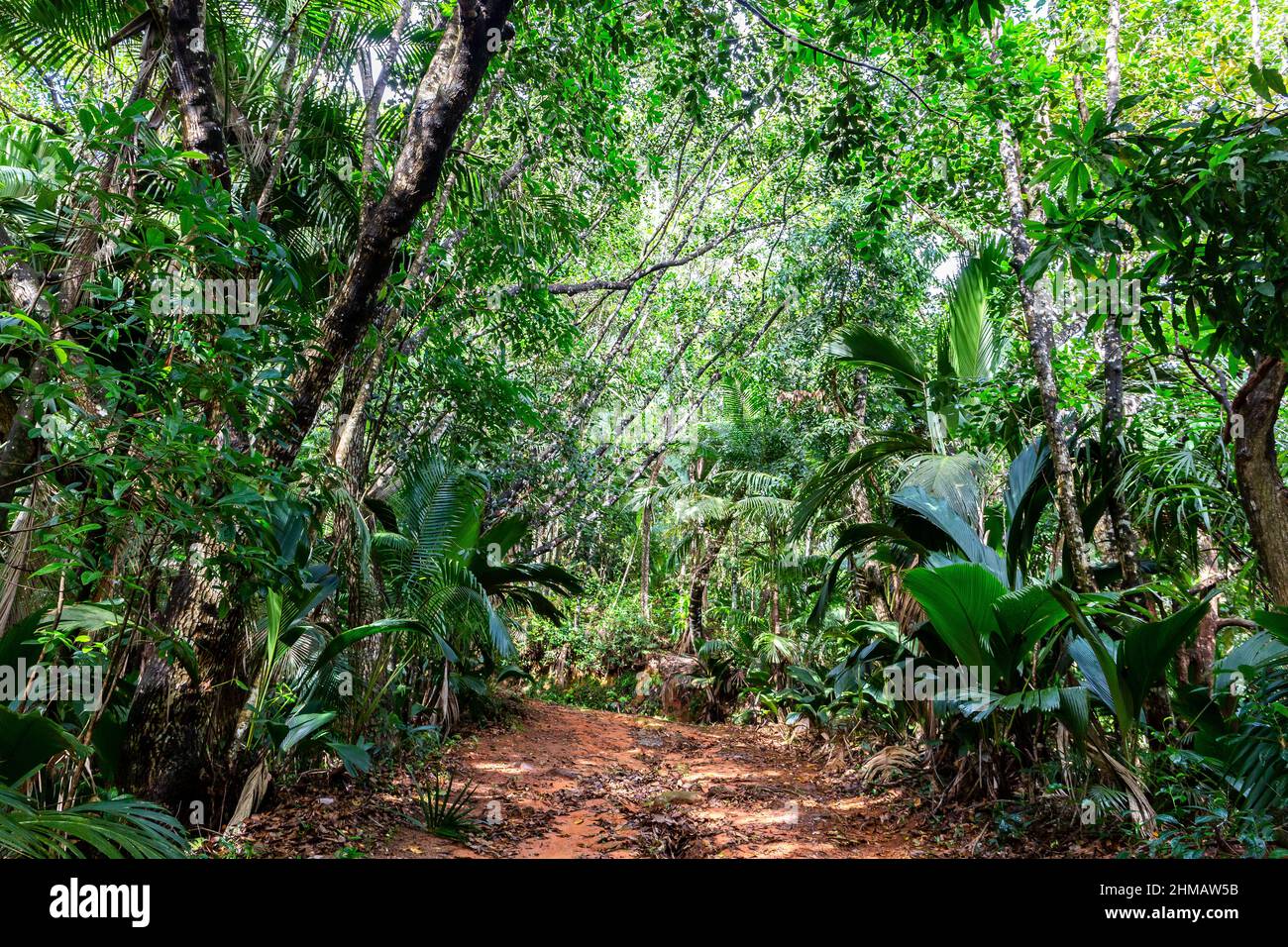 Lush tropical vegetation in dark rainforest with endemic palm trees at Glacis Noire nature trail leading to the highest peak of Praslin Island. Stock Photo