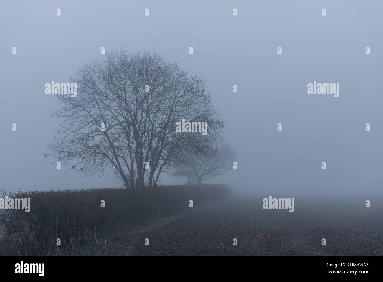 Trees without leaves in dense fog Stock Photo