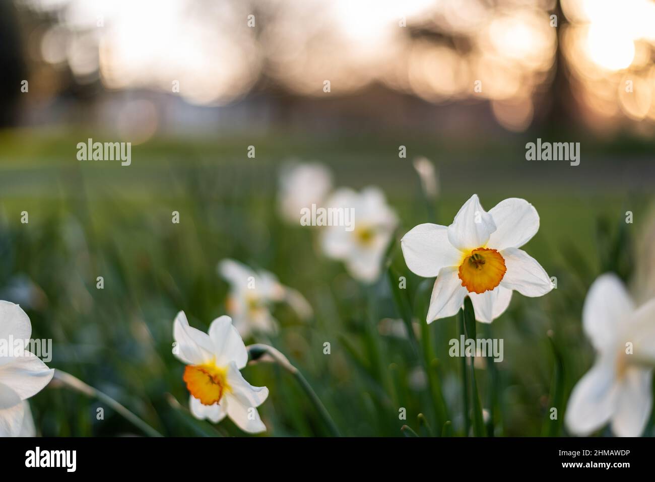 View on beautiful white flower between grass, sunset at background Stock Photo