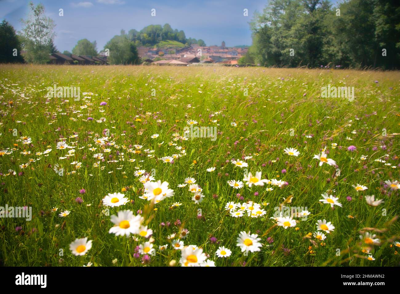 Daisies in the meadow with view of town Stock Photo